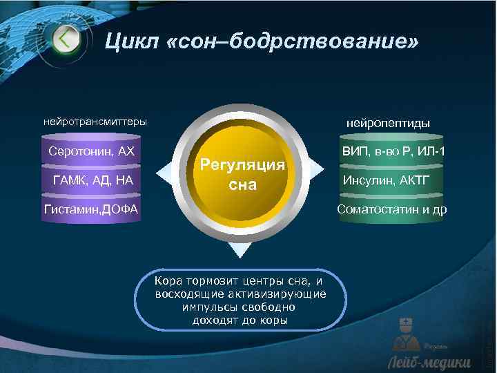 Цикл «сон–бодрствование» нейротрансмиттеры Серотонин, АХ ГАМК, АД, НА нейропептиды Регуляция сна Гистамин, ДОФА ВИП,