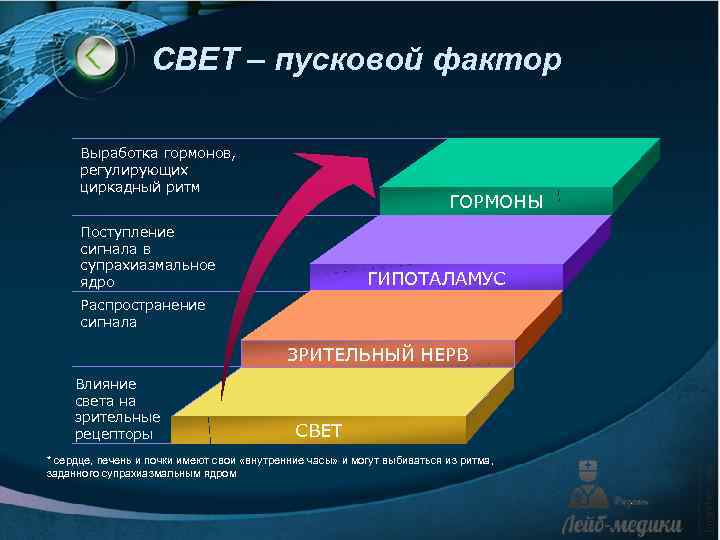 СВЕТ – пусковой фактор Выработка гормонов, регулирующих циркадный ритм ГОРМОНЫ Поступление сигнала в супрахиазмальное