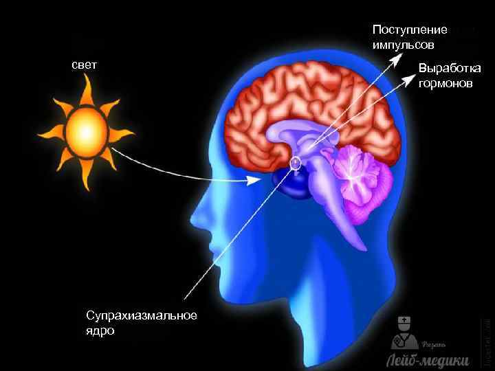 Поступление импульсов свет Супрахиазмальное ядро Выработка гормонов 