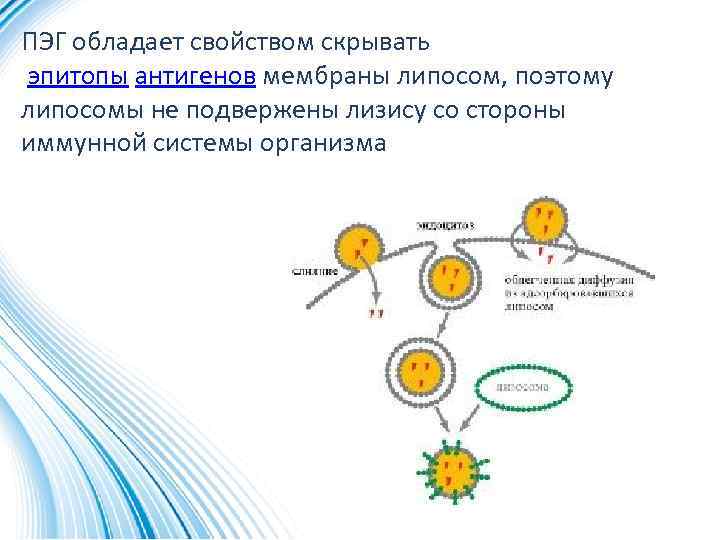 ПЭГ обладает свойством скрывать эпитопы антигенов мембраны липосом, поэтому липосомы не подвержены лизису со