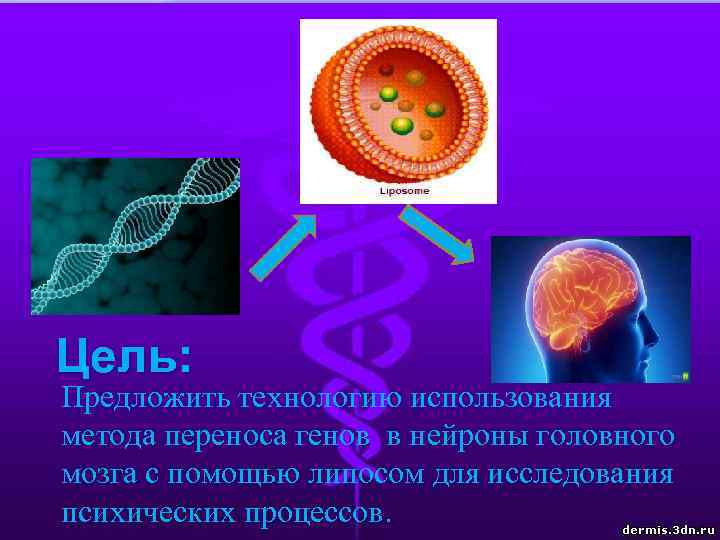 Цель: Предложить технологию использования метода переноса генов в нейроны головного мозга с помощью липосом