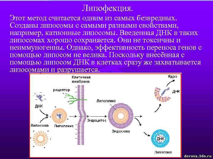 Липофекция. Этот метод считается одним из самых безвредных. Созданы липосомы с самыми разными свойствами,