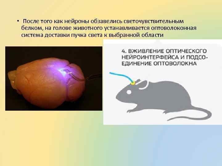  • После того как нейроны обзавелись светочувствительным белком, на голове животного устанавливается оптоволоконная