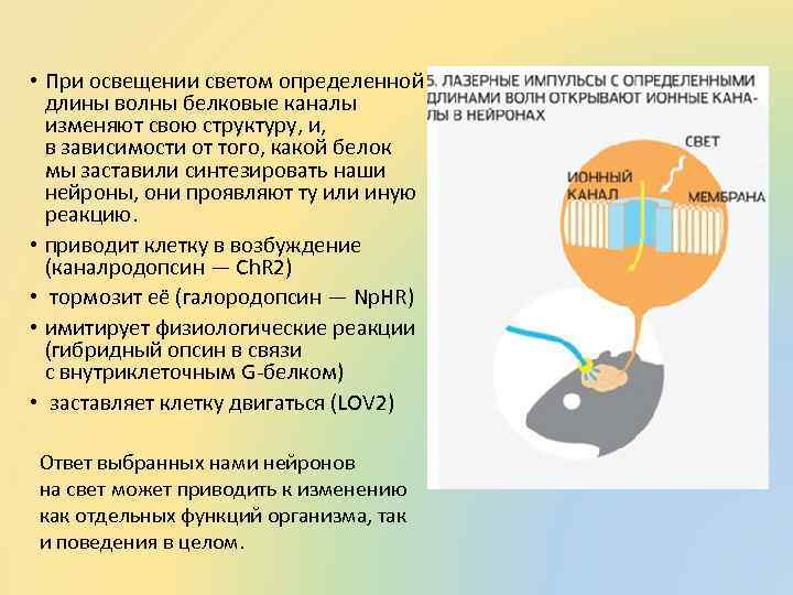  • При освещении светом определенной длины волны белковые каналы изменяют свою структуру, и,