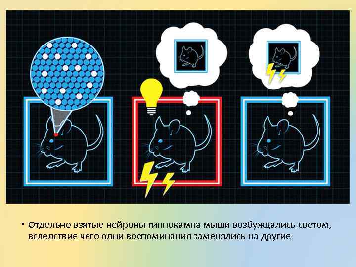  • Отдельно взятые нейроны гиппокампа мыши возбуждались светом, вследствие чего одни воспоминания заменялись