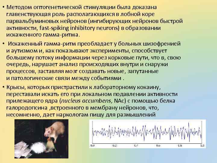  • Методом оптогенетической стимуляции была доказана главенствующая роль располагающихся в лобной коре парвальбуминовых