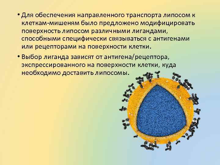  • Для обеспечения направленного транспорта липосом к клеткам-мишеням было предложено модифицировать поверхность липосом