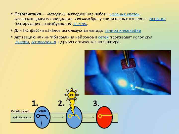  • Оптогенетика — методика исследования работы нервных клеток, заключающаяся во внедрении в их