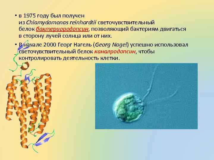  • в 1975 году был получен из Chlamydomonas reinhardtii светочувствительный белок бактериородопсин, позволяющий