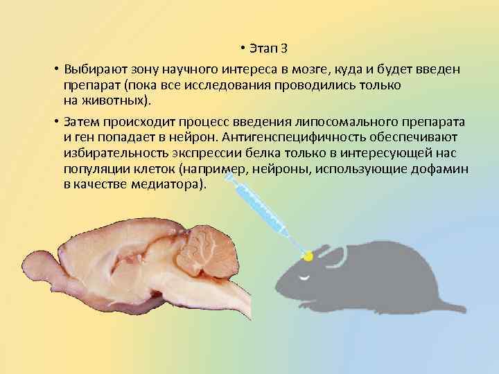 • Этап 3 • Выбирают зону научного интереса в мозге, куда и будет