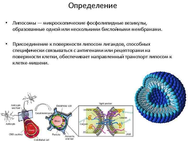 Определение • Липосомы — микроскопические фосфолипидные везикулы, образованные одной или несколькими бислойными мембранами. •