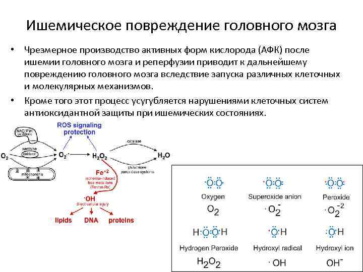 Ишемическое повреждение головного мозга • Чрезмерное производство активных форм кислорода (АФК) после ишемии головного