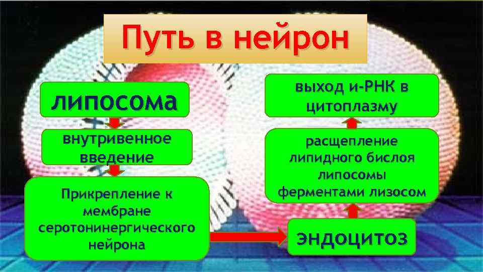 Путь в нейрон липосома внутривенное введение Прикрепление к мембране серотонинергического нейрона выход и-РНК в