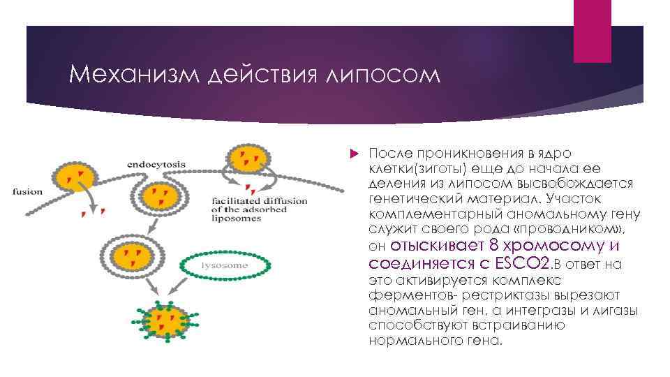 Механизм действия липосом После проникновения в ядро клетки(зиготы) еще до начала ее деления из