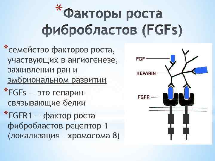 * *семейство факторов роста, участвующих в ангиогенезе, заживлении ран и эмбриональном развитии *FGFs —