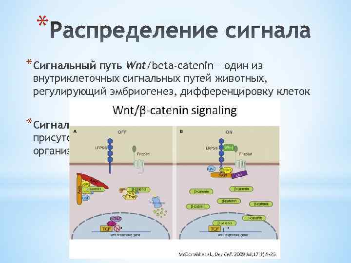 * *Сигнальный путь Wnt/beta-catenin— один из внутриклеточных сигнальных путей животных, регулирующий эмбриогенез, дифференцировку клеток