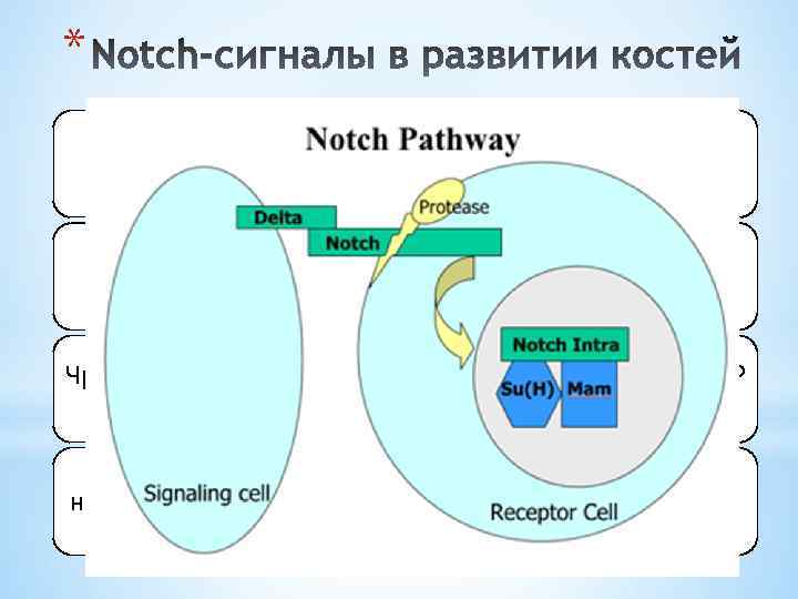 * Сигнальная система Notch функционирует, как ингибитор в остеобласто- и остеокластогенезе Notch 1 экспрессируется