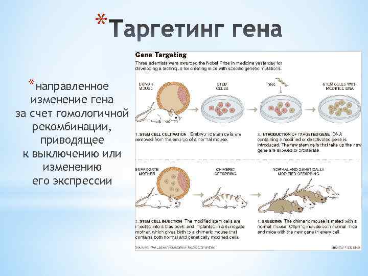 * *направленное изменение гена за счет гомологичной рекомбинации, приводящее к выключению или изменению его