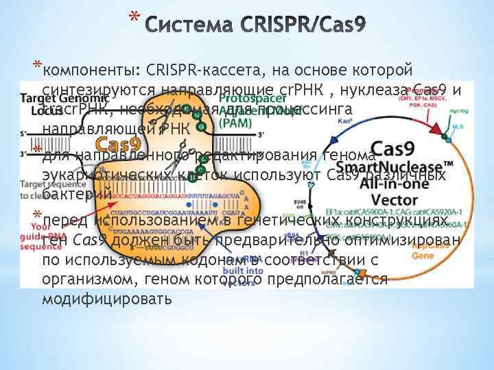 * *компоненты: CRISPR-кассета, на основе которой синтезируются направляющие cr. РНК , нуклеаза Cas 9