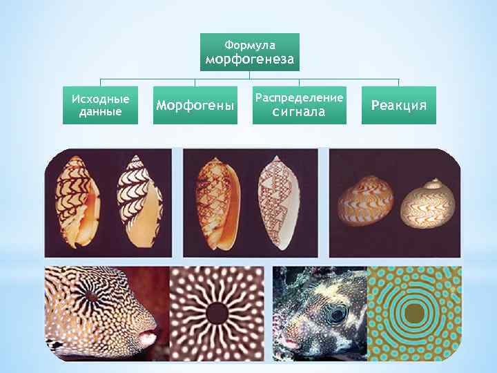 Формула морфогенеза Исходные данные Морфогены Распределение сигнала Реакция 