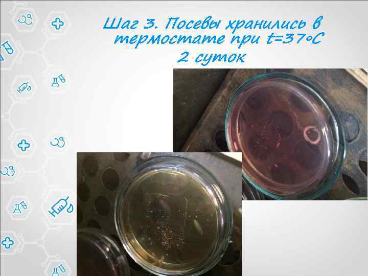 Шаг 3. Посевы хранились в термостате при t=37◦C 2 суток 
