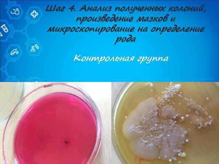 Шаг 4. Анализ полученных колоний, произведение мазков и микроскопирование на определение рода Контрольная группа