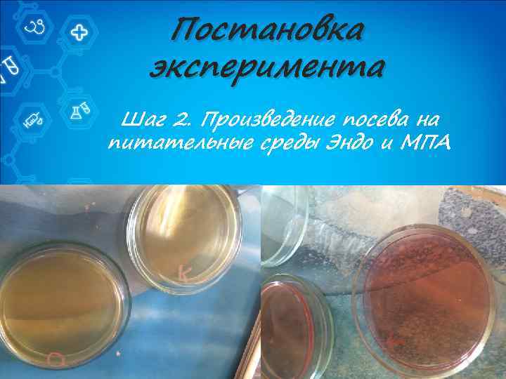 Постановка эксперимента Шаг 2. Произведение посева на питательные среды Эндо и МПА 