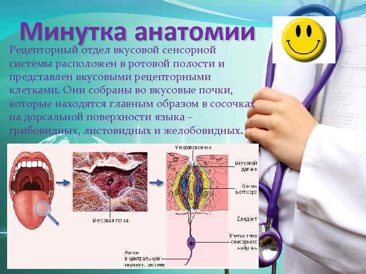 Минутка анатомии Рецепторный отдел вкусовой сенсорной системы расположен в ротовой полости и представлен вкусовыми