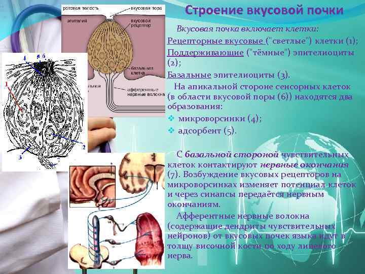 Строение вкусовой почки Вкусовая почка включает клетки: Рецепторные вкусовые ("светлые") клетки (1); Поддерживающие ("тёмные")