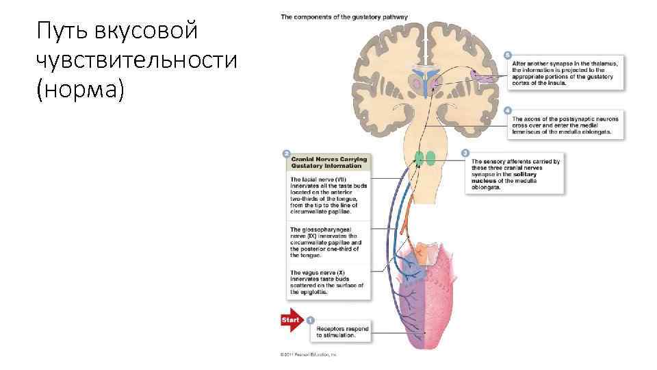 Путь вкусовой чувствительности (норма) 