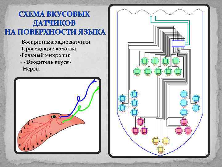 -Воспринимающие датчики -Проводящие волокна -Главный микрочип + «Вводитель вкуса» - Нервы 