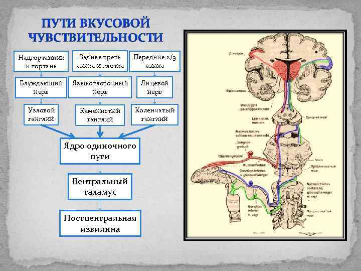 Надгортанник и гортань Задняя треть языка и глотка Передние 2/3 языка Блуждающий нерв Языкоглоточный