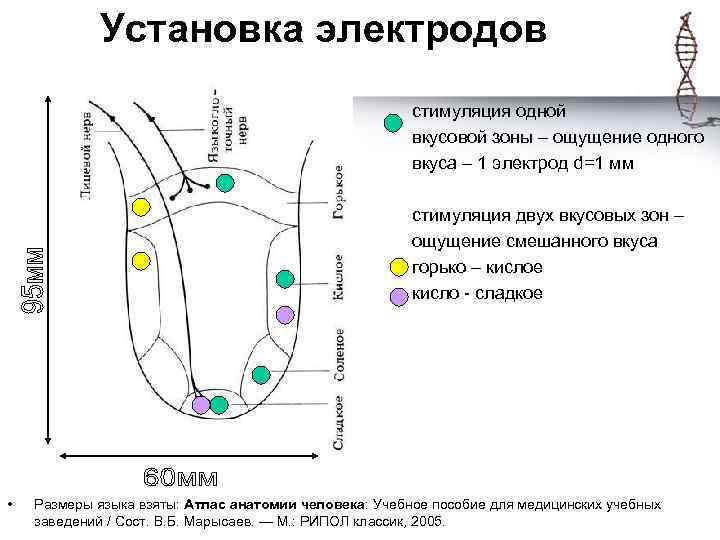 Установка электродов стимуляция одной вкусовой зоны – ощущение одного вкуса – 1 электрод d=1