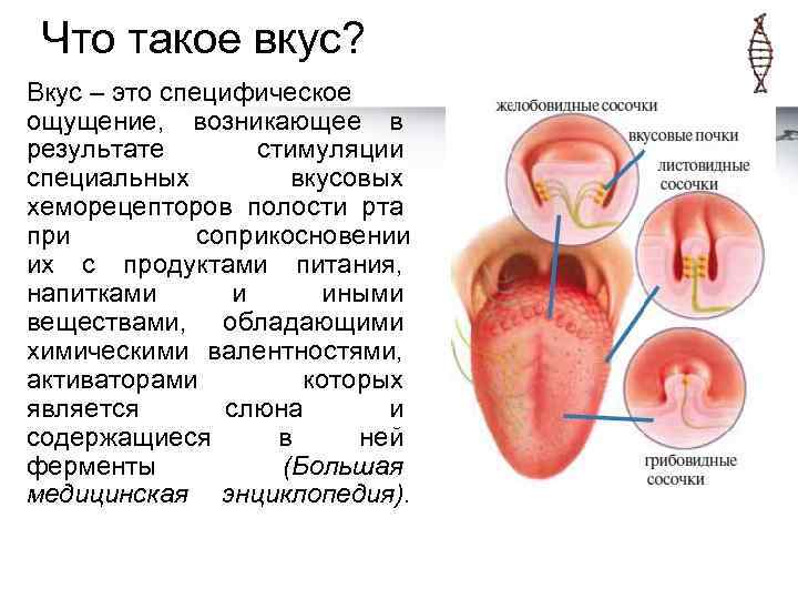 Что такое вкус? Вкус – это специфическое ощущение, возникающее в результате стимуляции специальных вкусовых