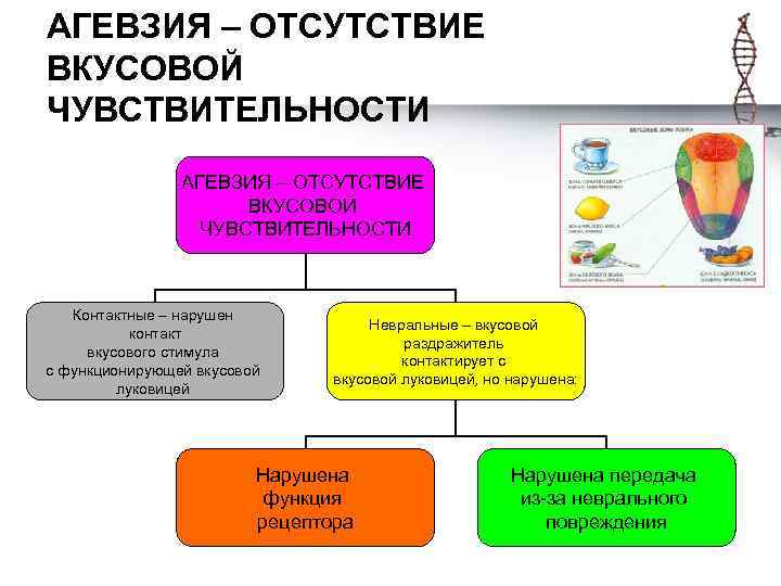 АГЕВЗИЯ – ОТСУТСТВИЕ ВКУСОВОЙ ЧУВСТВИТЕЛЬНОСТИ Контактные – нарушен контакт вкусового стимула с функционирующей вкусовой