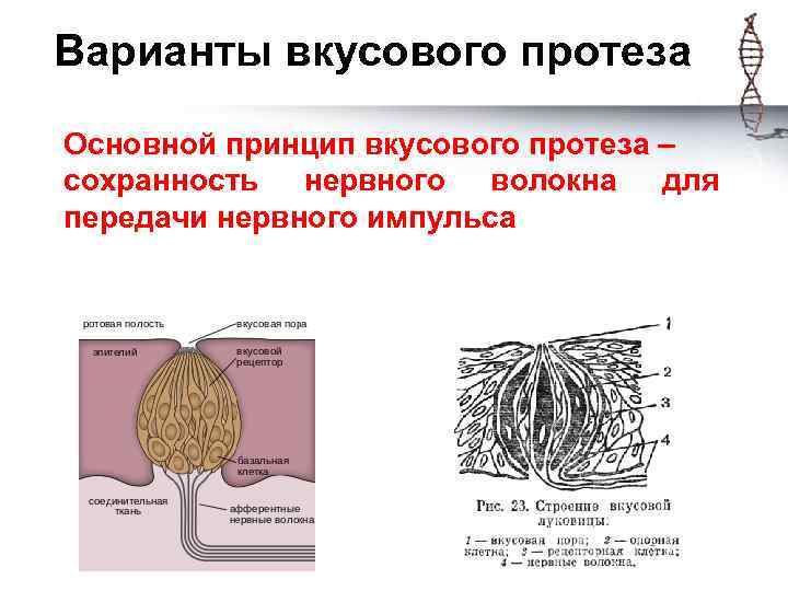 Варианты вкусового протеза Основной принцип вкусового протеза – сохранность нервного волокна для передачи нервного