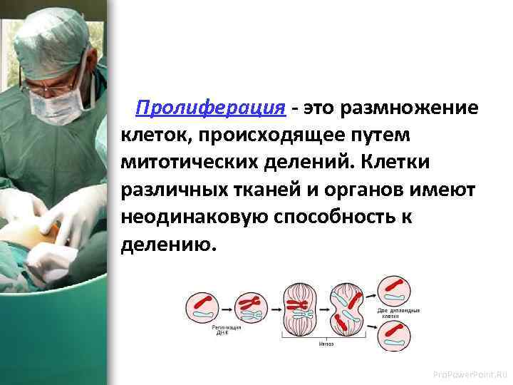 Пролиферация - это размножение клеток, происходящее путем митотических делений. Клетки различных тканей и органов