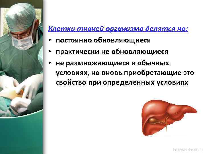 Клетки тканей организма делятся на: • постоянно обновляющиеся • практически не обновляющиеся • не