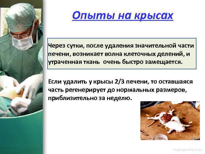  Опыты на крысах Через сутки, после удаления значительной части печени, возникает волна клеточных