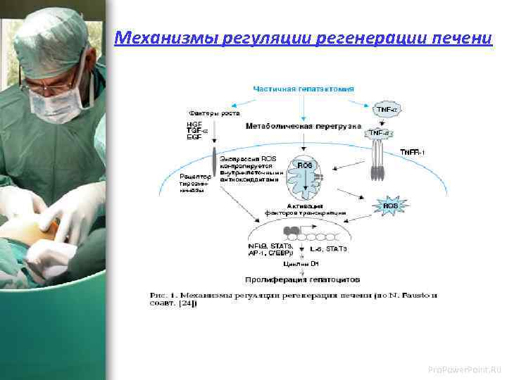 Механизмы регуляции регенерации печени Pro. Power. Point. Ru 