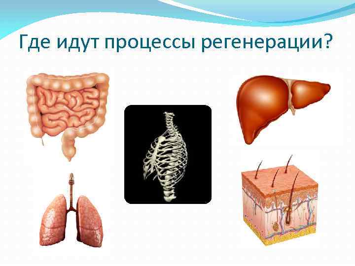 Где идут процессы регенерации? 