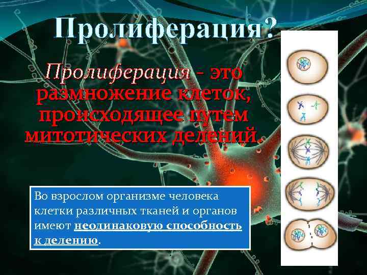 Пролиферация? Пролиферация - это размножение клеток, происходящее путем митотических делений. Во взрослом организме человека