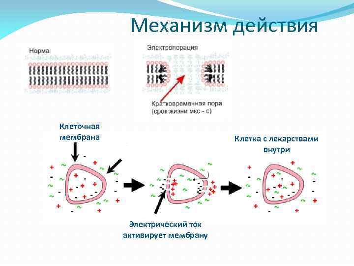 Механизм действия Клеточная мембрана Клетка с лекарствами внутри Электрический ток активирует мембрану 