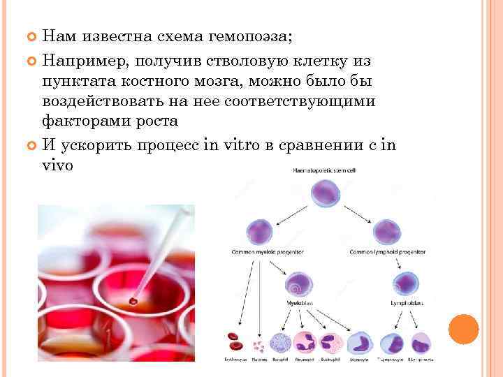 Средства влияющие на гемопоэз презентация