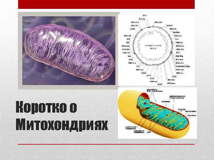 Коротко о Митохондриях 