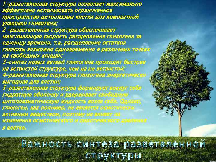 1 -разветвленная структура позволяет максимально эффективно использовать ограниченное пространство цитоплазмы клетки для компактной упаковки