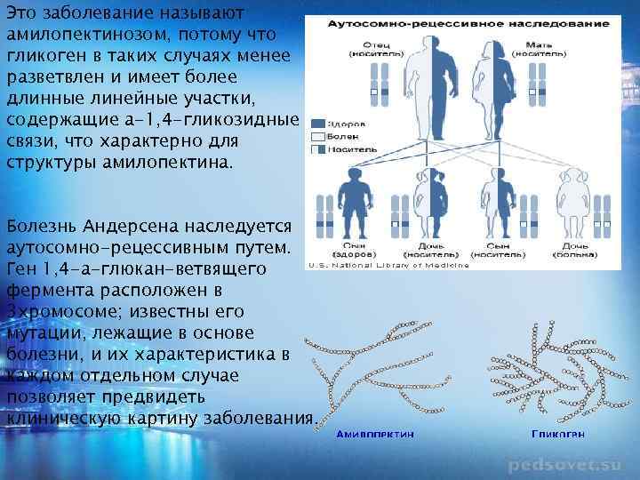 Это заболевание называют амилопектинозом, потому что гликоген в таких случаях менее разветвлен и имеет