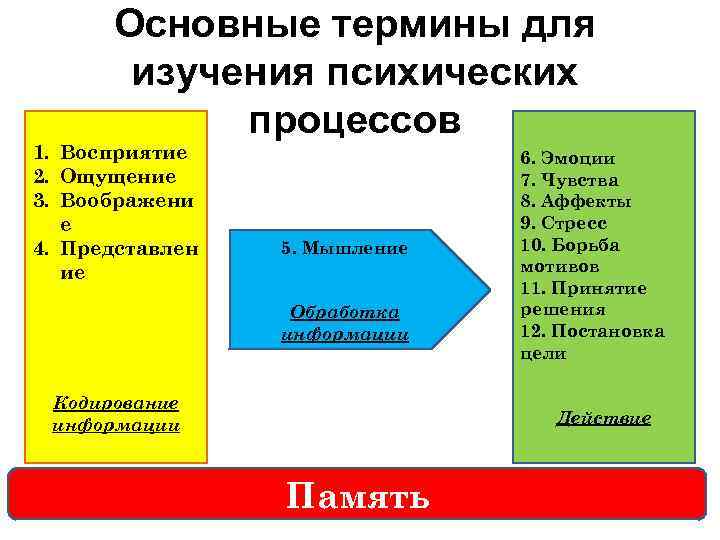 Основные термины для изучения психических процессов 1. Восприятие 2. Ощущение 3. Воображени е 4.