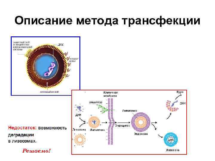 Описание метода трансфекции Решаемо! 