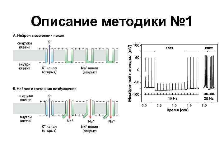 Описание методики № 1 